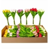 Kép 1/4 - Tulipán 1 szál, vegyes színekben 
