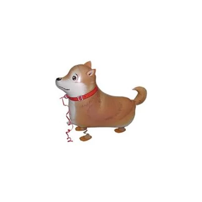 Sétáló Shiba-Inu kutyus