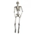 Függeszthető csontváz, 175 cm
